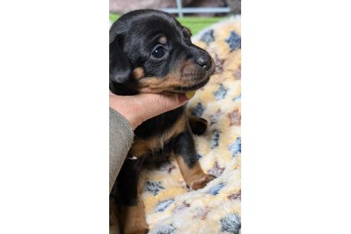 成約済の愛知県のミックス犬-368557の6枚目