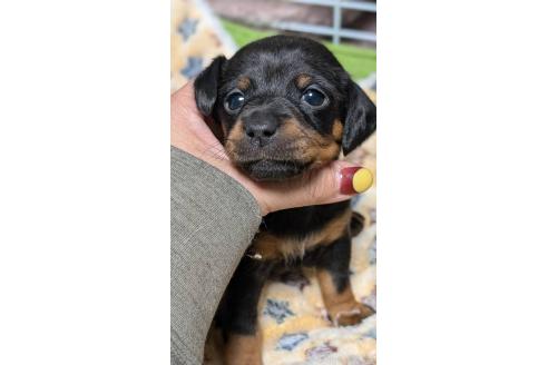 成約済の愛知県のミックス犬-368557の4枚目