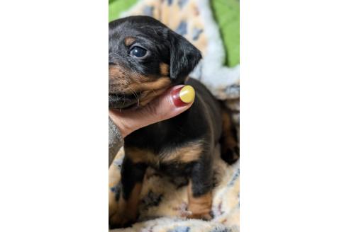 成約済の愛知県のミックス犬-368557の3枚目