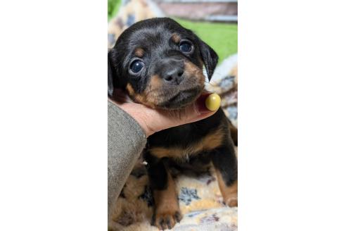 成約済の愛知県のミックス犬-368557の2枚目