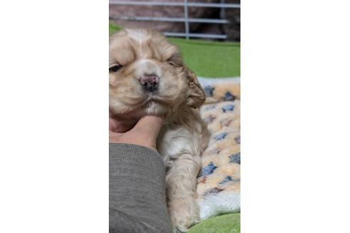 成約済の愛知県のアメリカンコッカースパニエル-368558の12枚目