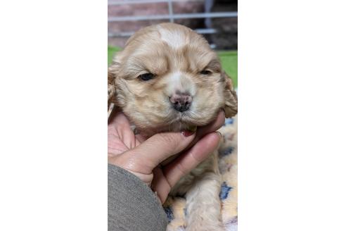 成約済の愛知県のアメリカンコッカースパニエル-368558の7枚目