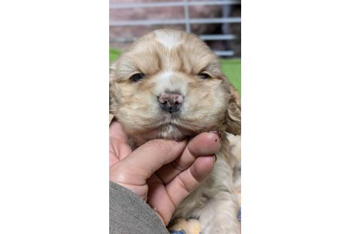 成約済の愛知県のアメリカンコッカースパニエル-368558の6枚目