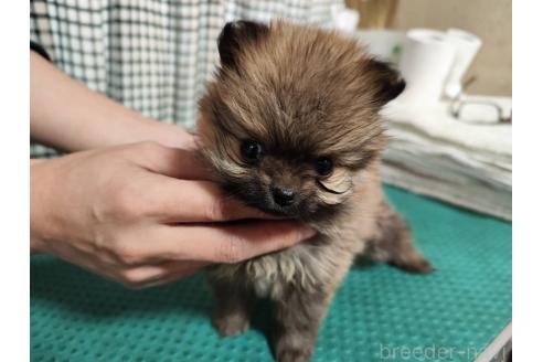 成約済の静岡県のポメラニアン-367367の4枚目