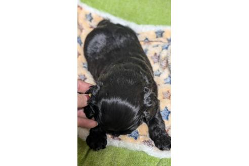 成約済の愛知県のアメリカンコッカースパニエル-368560の8枚目