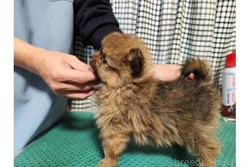 成約済の静岡県のポメラニアン-367369の5枚目