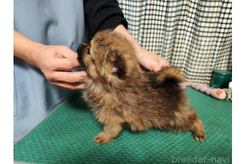 成約済の静岡県のポメラニアン-367368の4枚目