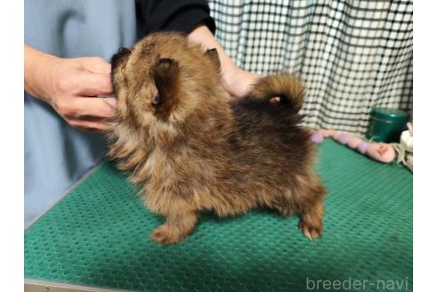 成約済の静岡県のポメラニアン-367368の3枚目