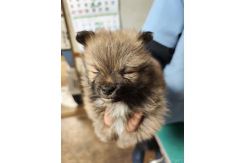 成約済の静岡県のポメラニアン-367368の2枚目