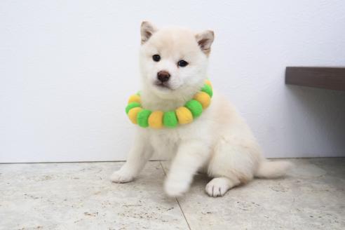 成約済の北海道の柴犬-368568の5枚目