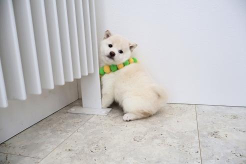 成約済の北海道の柴犬-368568の4枚目