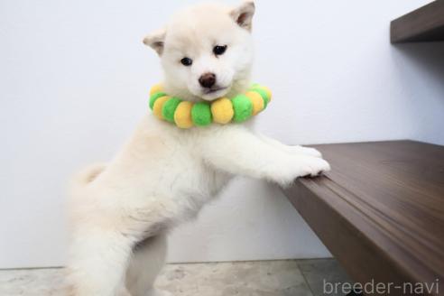 成約済の北海道の柴犬-368568の3枚目