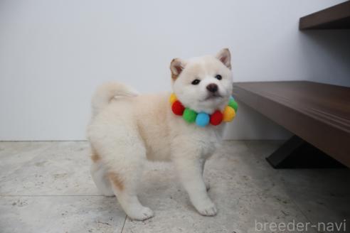 成約済の北海道の柴犬-368569の7枚目
