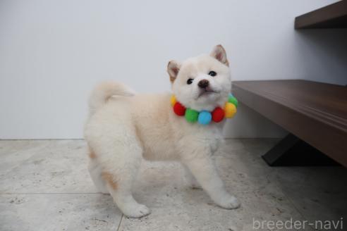 成約済の北海道の柴犬-368569の6枚目
