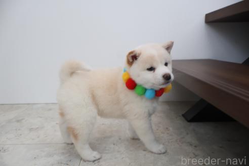 成約済の北海道の柴犬-368569の5枚目