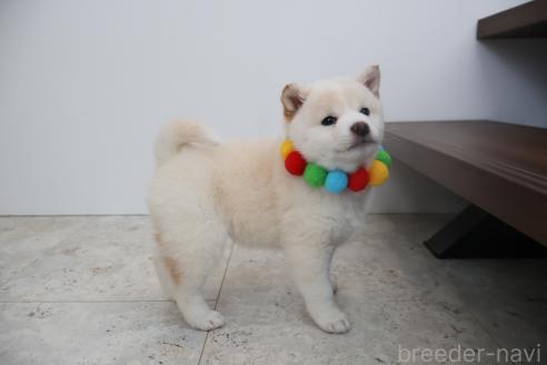 成約済の北海道の柴犬-368569の4枚目