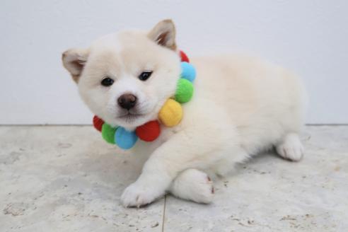 成約済の北海道の柴犬-368569の3枚目