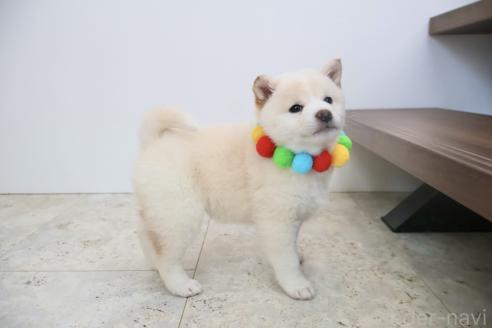 成約済の北海道の柴犬-368569の2枚目