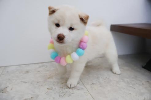 成約済の北海道の柴犬-368570の6枚目