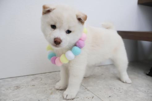 成約済の北海道の柴犬-368570の5枚目