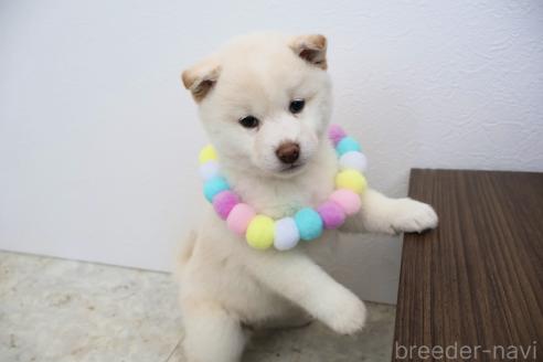 成約済の北海道の柴犬-368570の2枚目