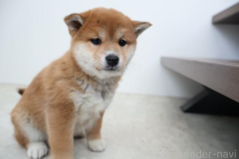 成約済の北海道の柴犬-368571の6枚目