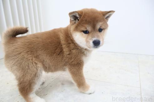 成約済の北海道の柴犬-368571の5枚目