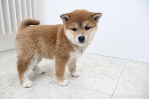 成約済の北海道の柴犬-368571の4枚目