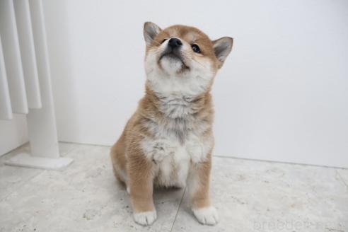 成約済の北海道の柴犬-368571の3枚目