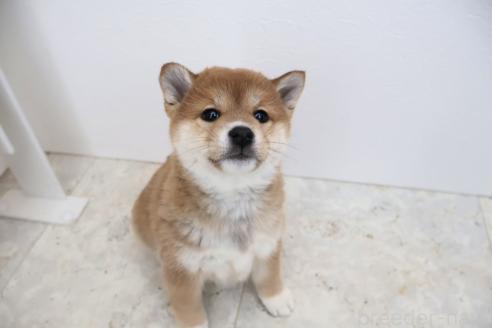 成約済の北海道の柴犬-368571の2枚目