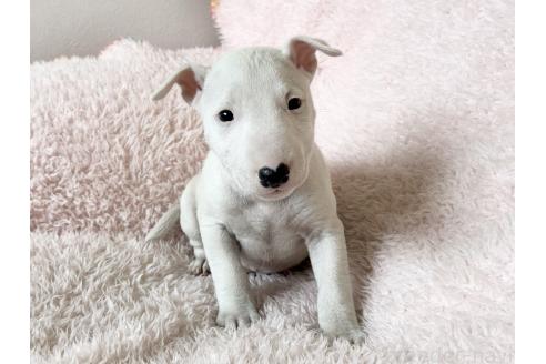 子犬