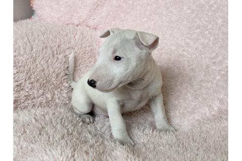 成約済の三重県のミニチュアブルテリア-366720の2枚目