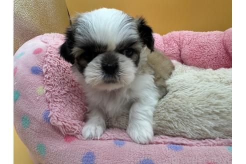 成約済の東京都のシーズー-368586の6枚目