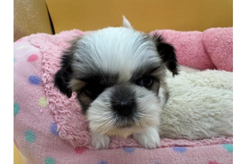 成約済の東京都のシーズー-368586の5枚目