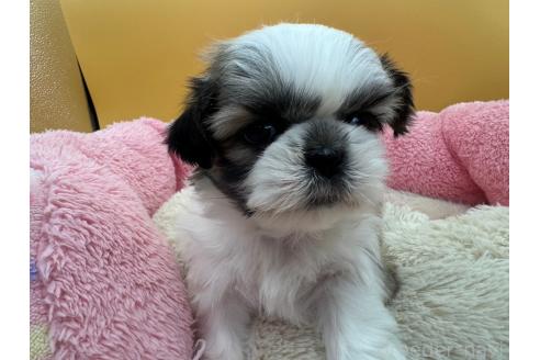 成約済の東京都のシーズー-368586の3枚目