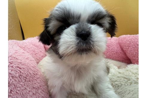 成約済の東京都のシーズー-368586の2枚目