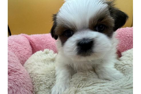 成約済の東京都のシーズー-368588の1枚目