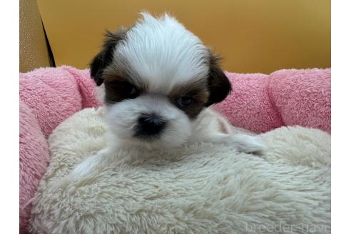 成約済の東京都のシーズー-368588の5枚目