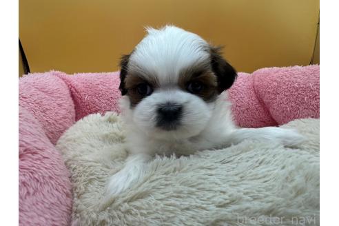 成約済の東京都のシーズー-368588の3枚目