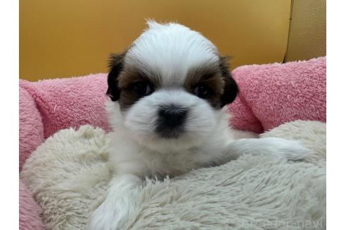 成約済の東京都のシーズー-368588の2枚目