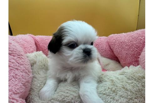 成約済の東京都のシーズー-368590の12枚目