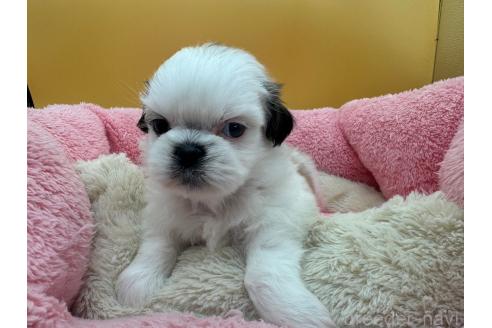 成約済の東京都のシーズー-368590の11枚目