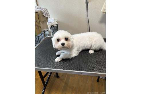ササちゃん1枚目