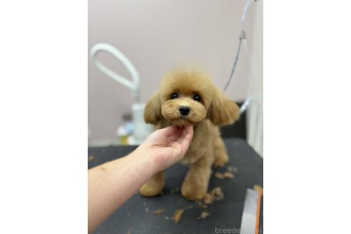 成約済の岡山県のトイプードル-355560の2枚目