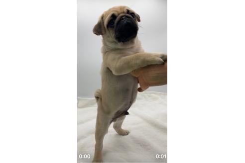 成約済の静岡県のミックス犬-368681の5枚目