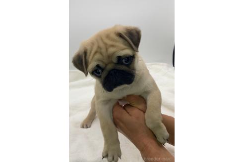 成約済の静岡県のミックス犬-368681の6枚目