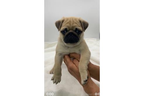 成約済の静岡県のミックス犬-368681