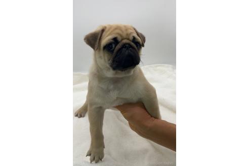 成約済の静岡県のミックス犬-368681の2枚目