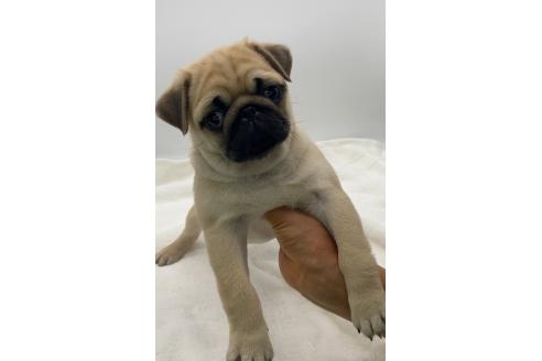 成約済の静岡県のミックス犬-368681の3枚目