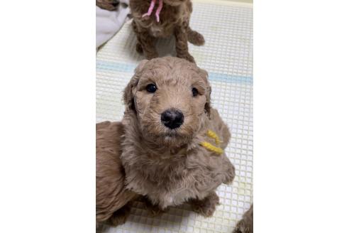 成約済の大分県のスタンダードプードル-360936の6枚目